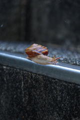 梅雨の風物詩　蝸牛