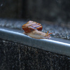 梅雨の風物詩　蝸牛