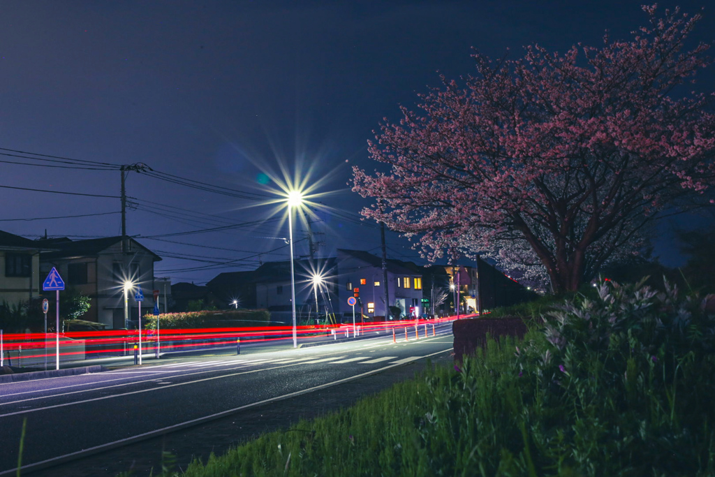夜桜ビー厶④