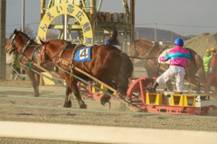 ばんえい競馬⑦