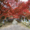 大山寺の紅葉