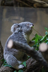 コアラ　東山動植物園②