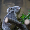 コアラ　東山動植物園②