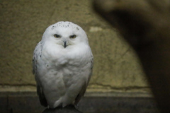 シロフクロウ②