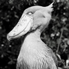 ハシビロコウ②