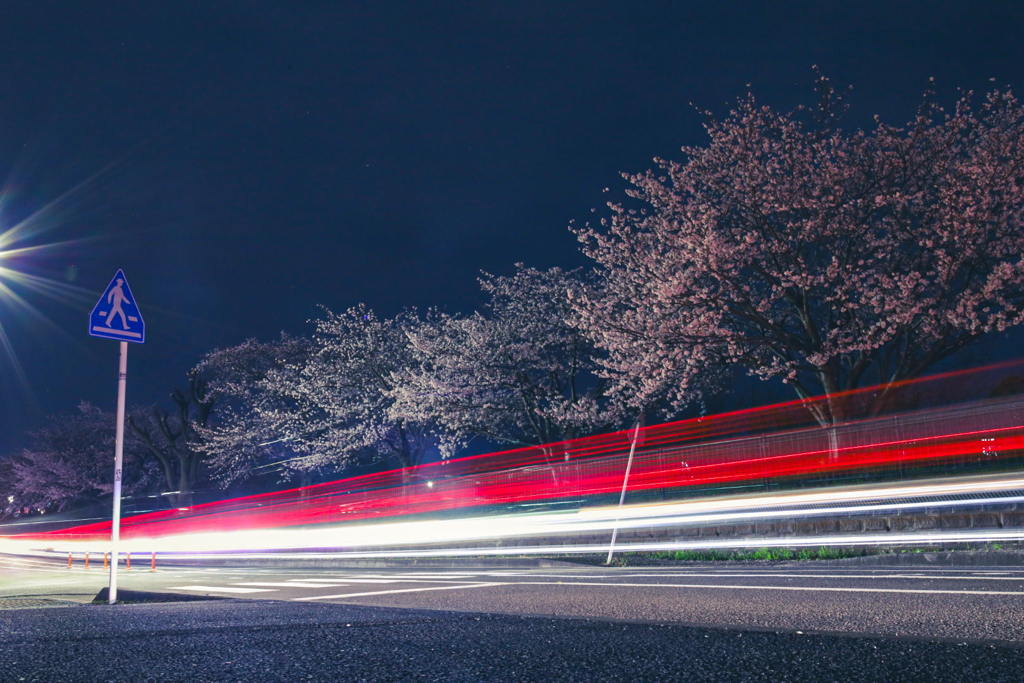 夜桜ビーム⑤