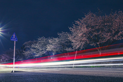 夜桜ビーム⑤
