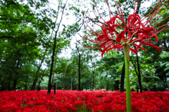 曼珠沙華④