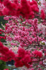 花桃　昼神②