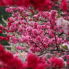 花桃　昼神②