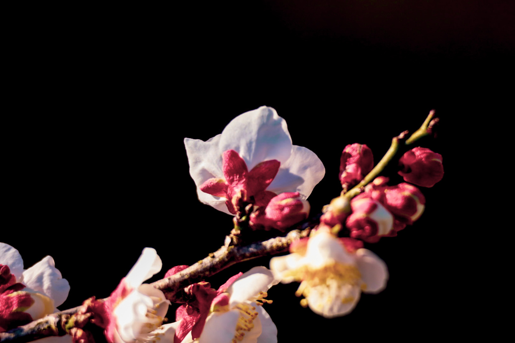 梅の花①