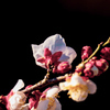 梅の花①