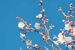 梅の花⑩