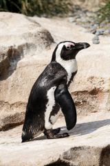 ペンギン