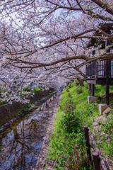 桜散る、用水路