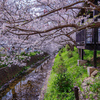 桜散る、用水路