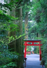 青葉に浮かぶ朱塗りの鳥居