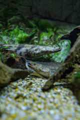 ポリプテルス・エンドリケリー　鳥羽水族館