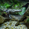 ポリプテルス・エンドリケリー　鳥羽水族館