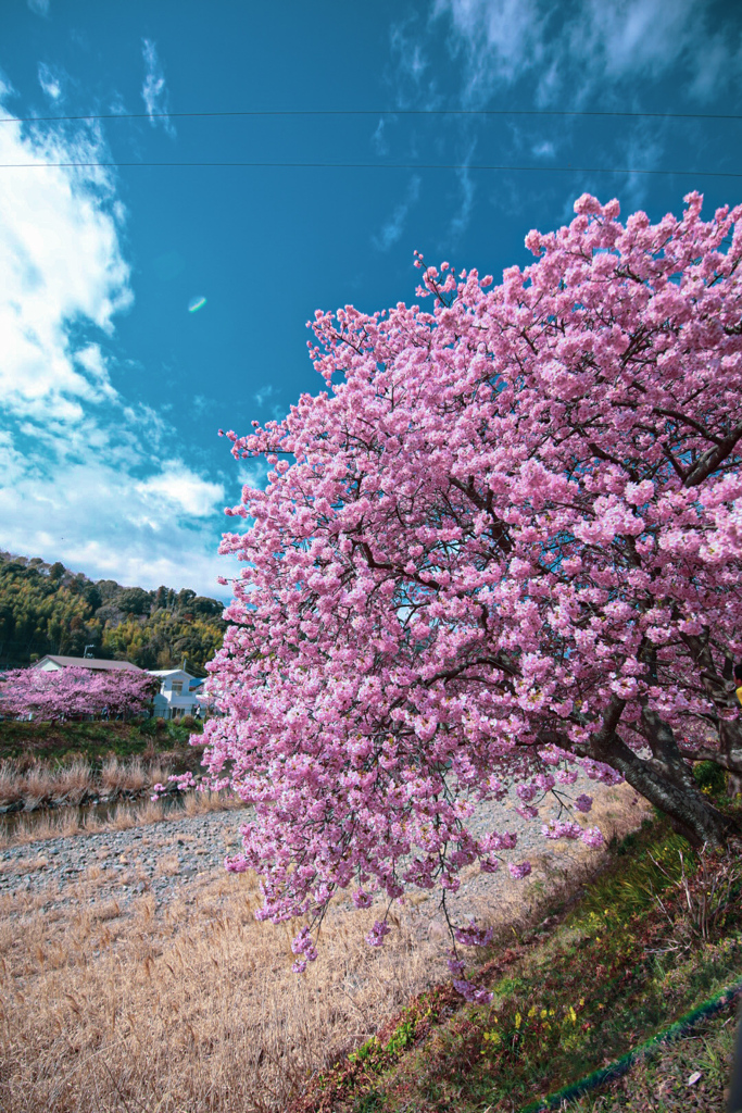 河津桜①