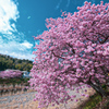 河津桜①