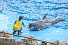 名古屋港水族館イルカショー③