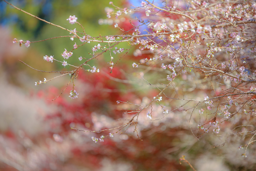 冬桜、紅葉に並ぶ