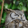 アフリカワシミミズク　掛川花鳥園③