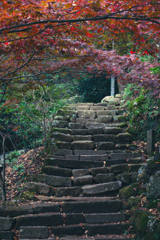 石階段を覆うもみじ
