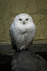 シロフクロウ①