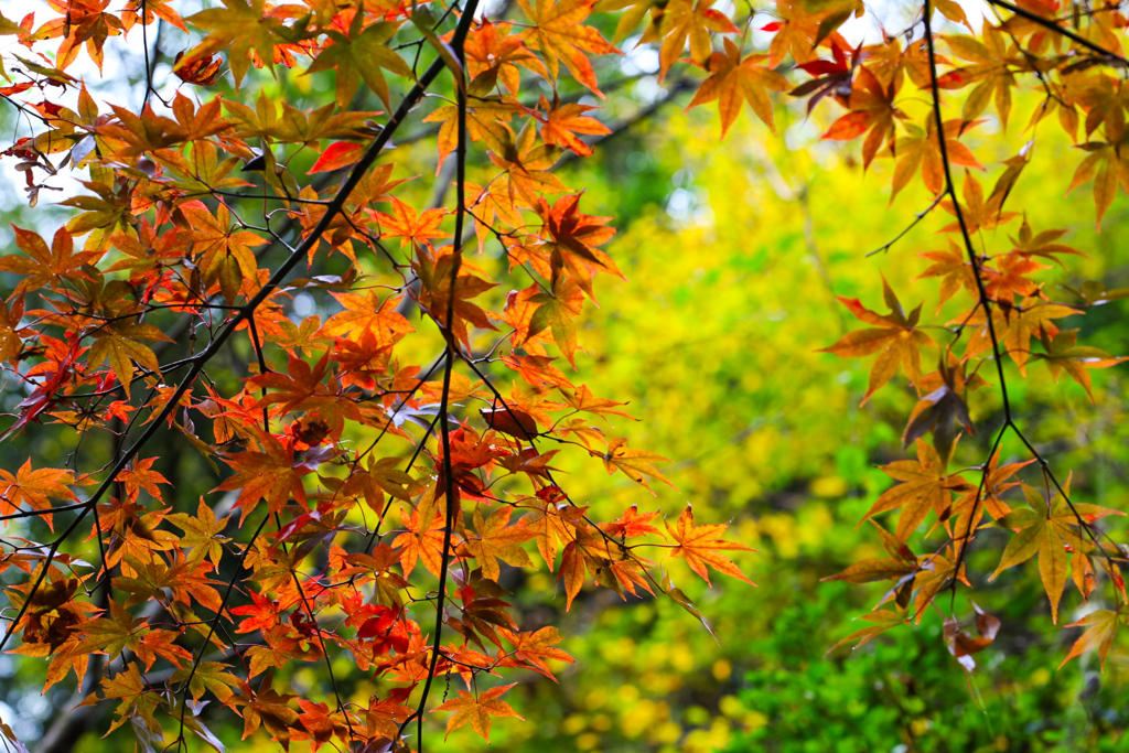 紅葉色づく