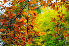 紅葉色づく