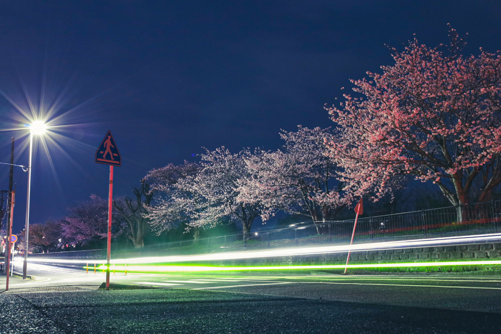 夜桜ビーム⑥