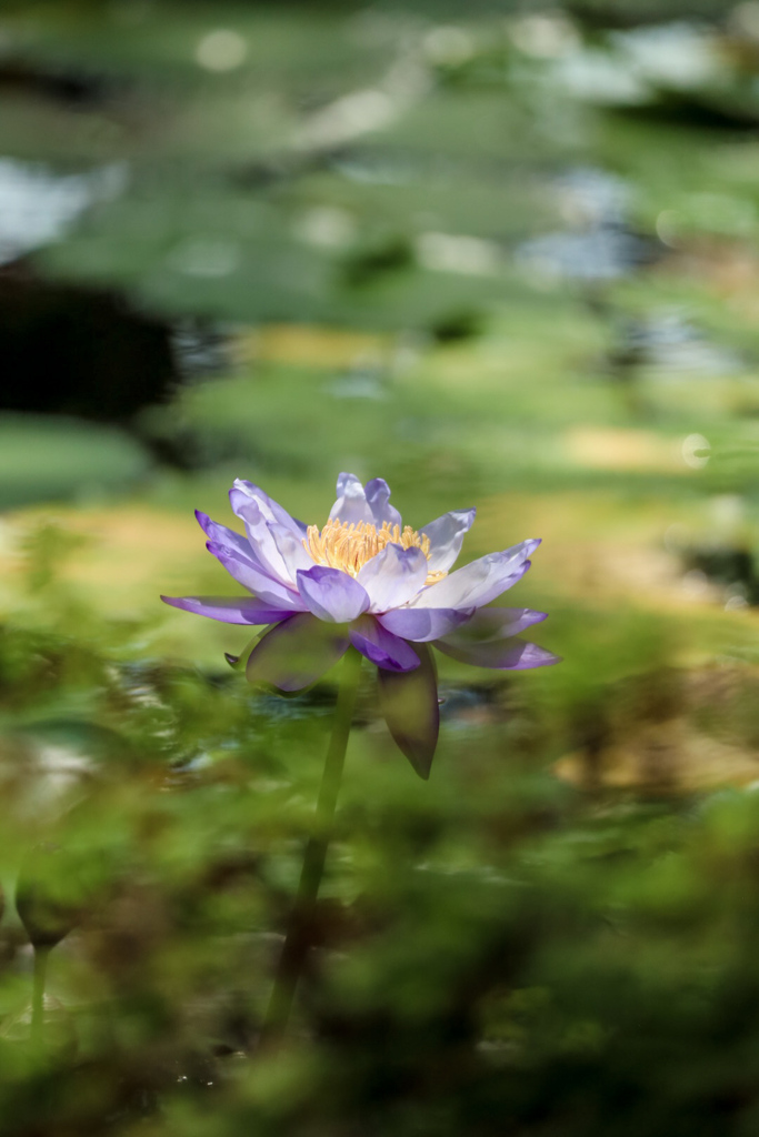 睡蓮①