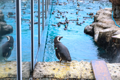ペンギン②