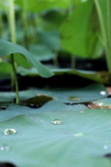 蓮の森