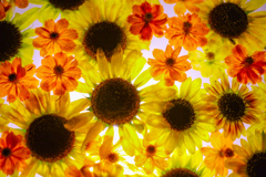 夏の花水盆