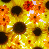 夏の花水盆