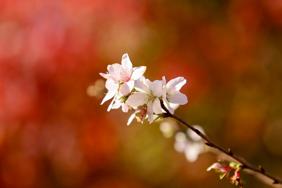 秋の桜