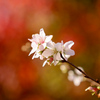 秋の桜
