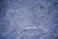 霧氷・樹氷③