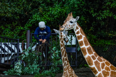 アミメキリン　東山動植物園