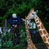 アミメキリン　東山動植物園