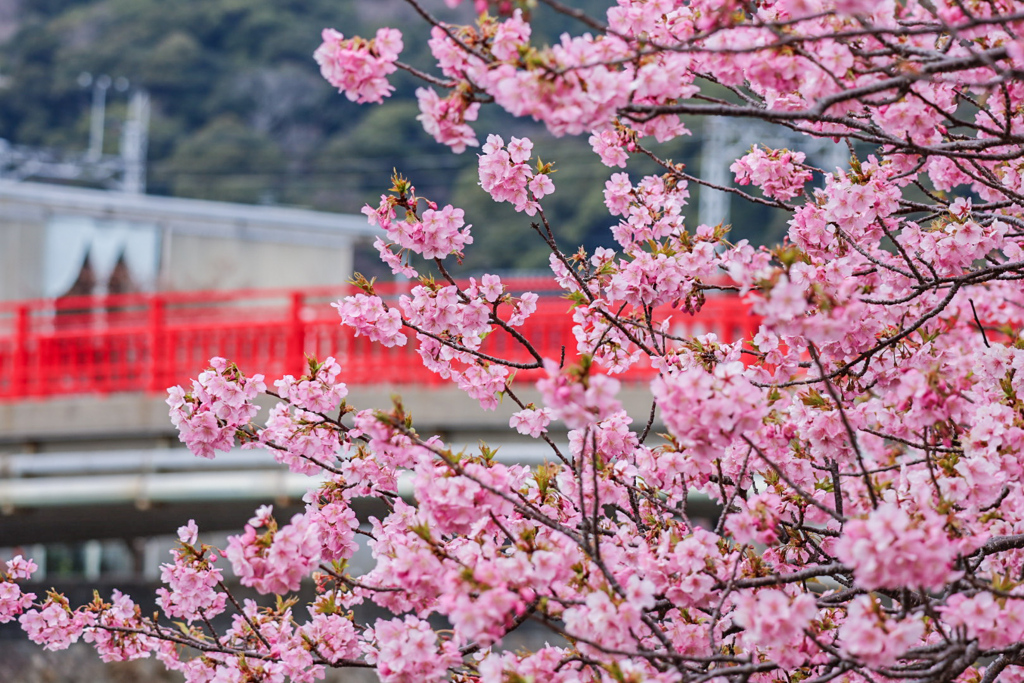 河津桜
