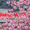 河津桜