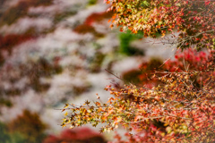 四季桜と紅葉⑬