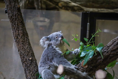 コアラ　東山動植物園⑤