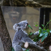 コアラ　東山動植物園⑤