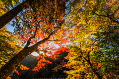 香嵐渓　紅葉狩り②