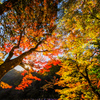 香嵐渓　紅葉狩り②